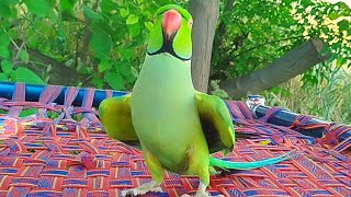 Parrot Sound Cute Tota Happy