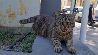The sweetness of the tabby cat will melt your heart. by The World of Cats 6,050 views 4 days ago 3 minutes, 17 seconds