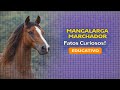MANGALARGA-MARCHADOR: SEGREDOS DESVENDADOS...