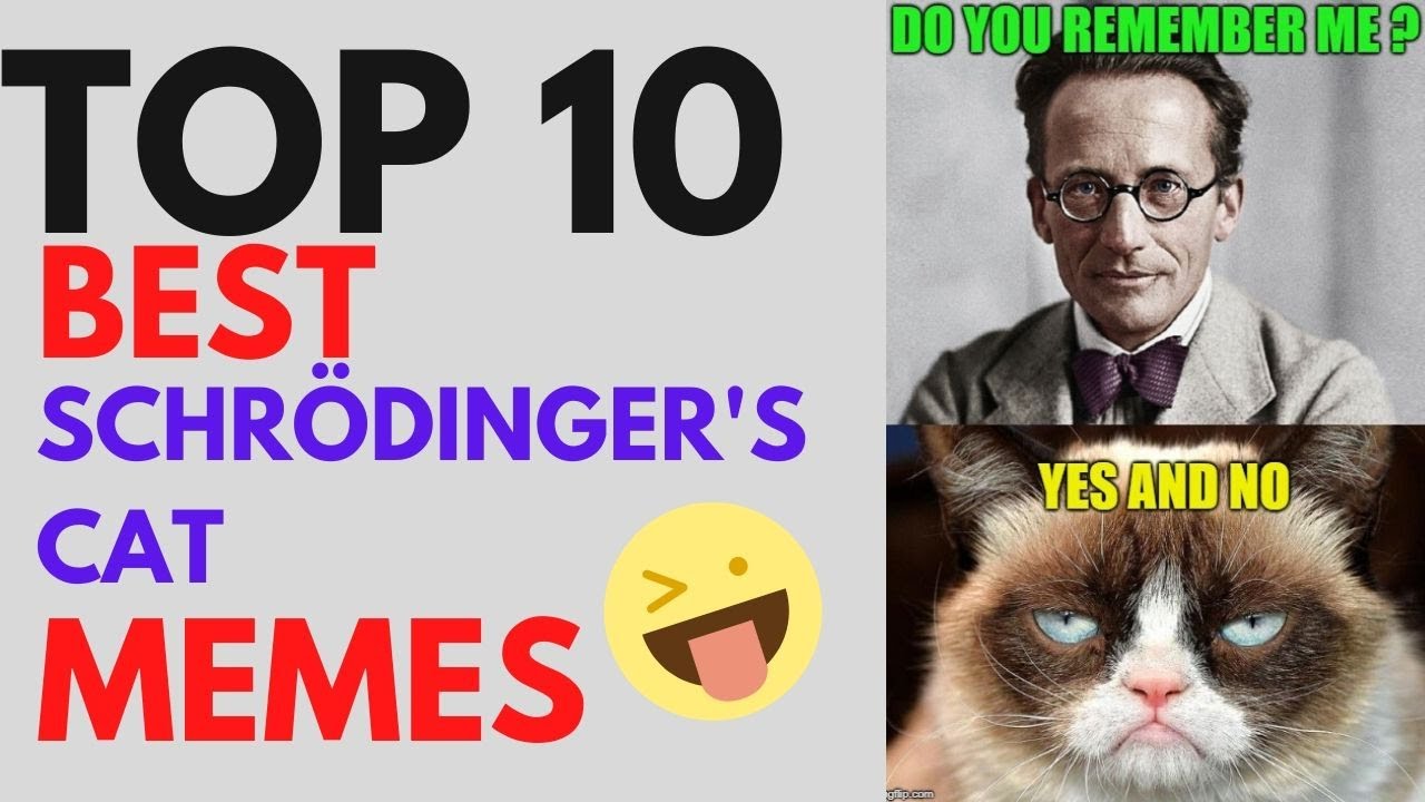 Top 10 Funniest Schrodinger S Cat Memes Try Not To Laugh Youtube