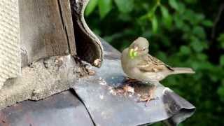 House Sparrow | Домовый воробей | Passer domesticus House Sparrow | Домовый воробей | Passer domesticus
