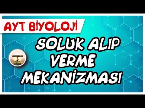 AYT Biyoloji | Soluk Alıp Verme Mekanizması #sayfa98