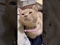服のボタンを、ママのミルクだと間違えてしまう子猫ルナくん...www