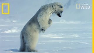 La chasse de l'ours polaire