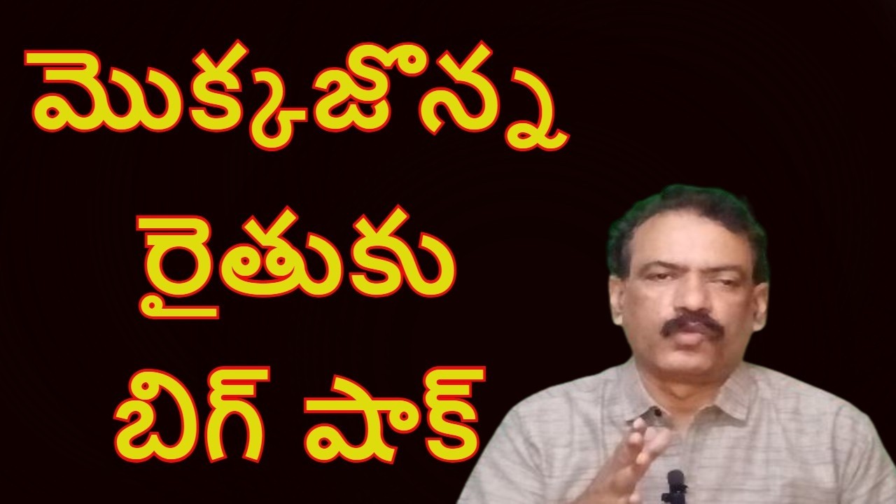 Maize Crop No Support Price | మొక్కజొన్న రైతుకు దళారుల సెగ Amazing Agriculture Tech Agri Tech Telugu