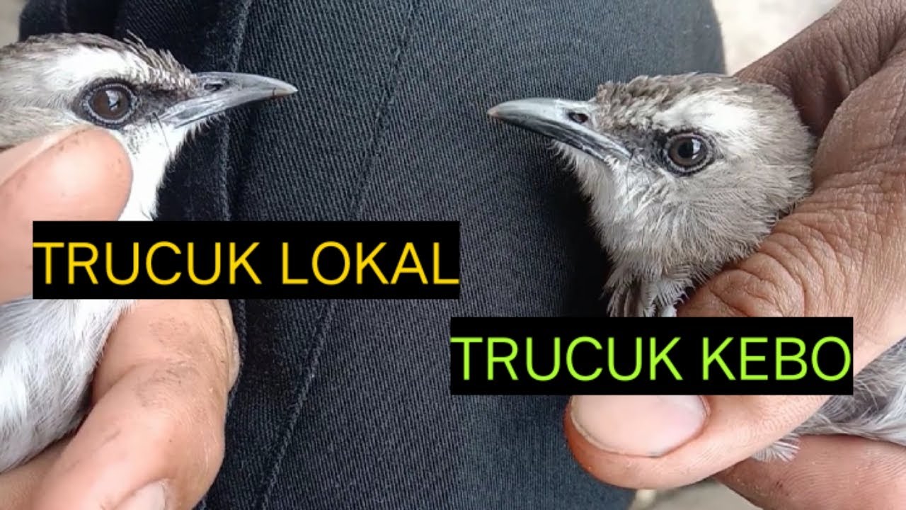 PERBEDAAN BURUNG TRUCUK KEBO DAN TRUCUK LOKAL
