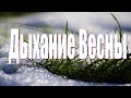 Дыхание весны. Поздравление с началом весны