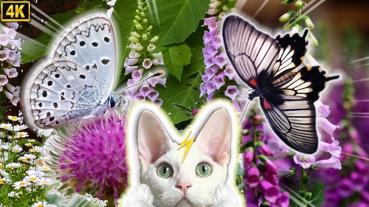 고양이가 좋아하는 영상 12시간★검은제비나비/나비/놀이/자연/힐링영상/고양이TV/★4K/CatTV/Butterfly(IX)