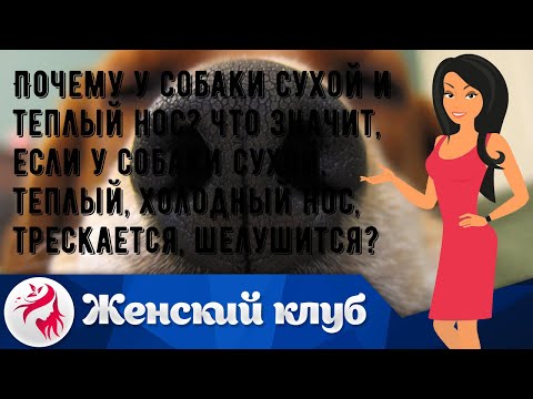 Почему у собаки сухой и теплый нос? Что значит, если у собаки сухой, теплый, холодный нос, трескае.