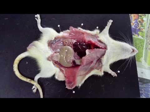 Видео: Зачем использовать крыс Sprague Dawley?