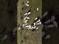 menu drone