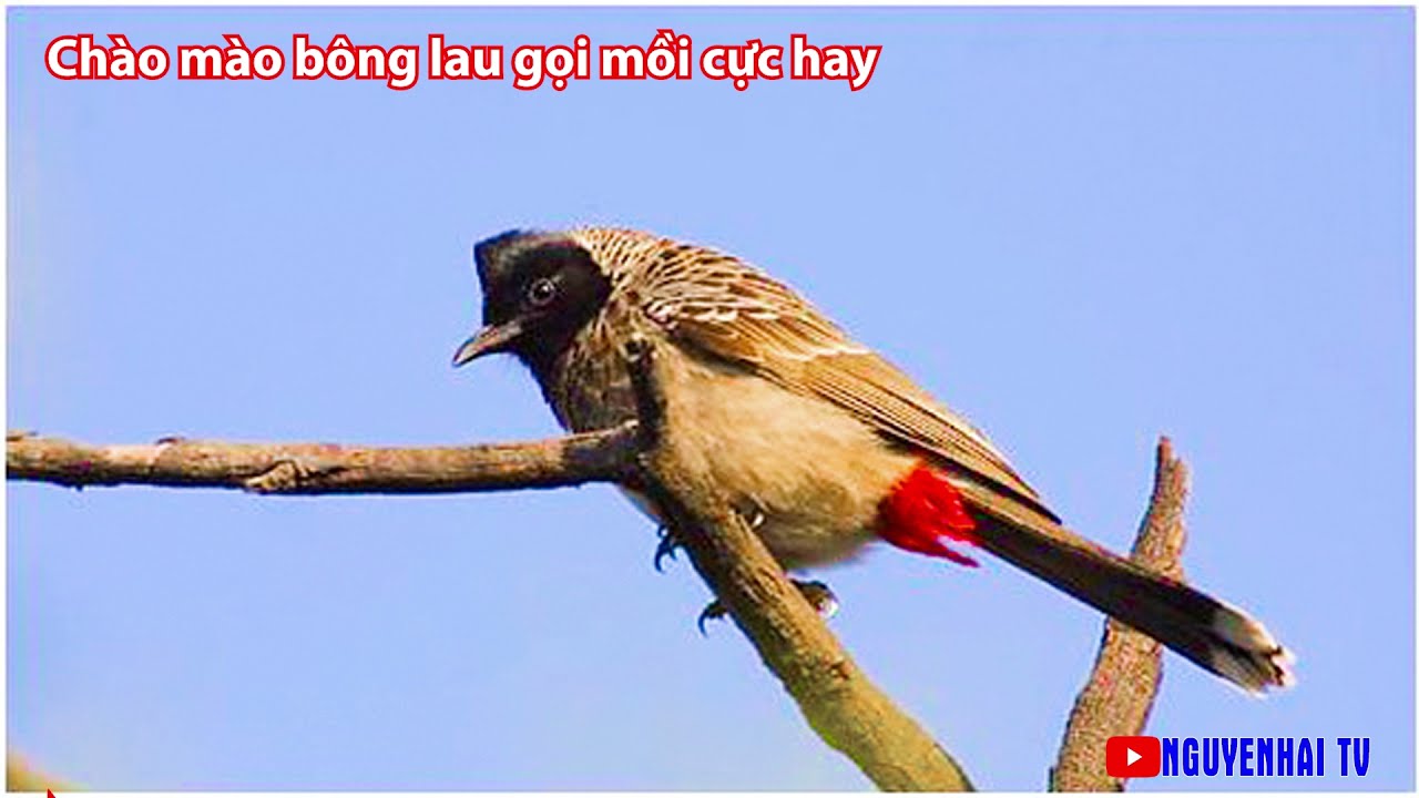 CHÀO MÀO BÔNG LAU GỌI BẦY GIỌNG CỰC HAY