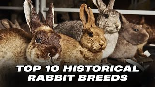 Top 10 Historical Rabbit Breeds by Pets Life 308 views 1 month ago 8 minutes, 4 seconds