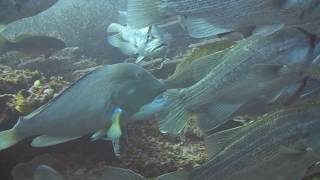 Schooling Dhufish at Abrolhos Islands....plus