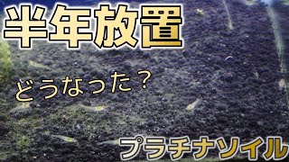 プラチナソイル水槽で ミナミヌマエビを半年間放置すると どうなるのか検証してみた ふぶきテトラ Youtube