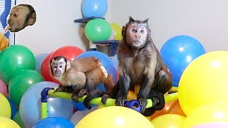 Capuchin Monkeys React to 1000 Balloons!