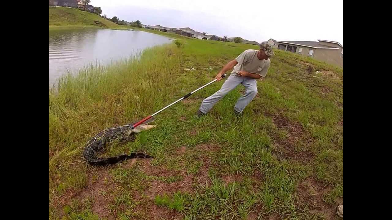 Nuisance alligator removal - YouTube