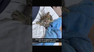 Kucing Misterius yang Ternyata Bukan Kucing Biasa