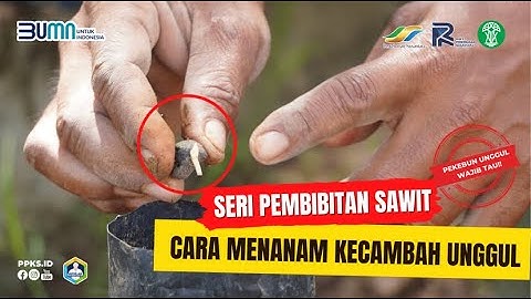 WAJIB TAU! Inilah Cara Menanam Kecambah Unggul