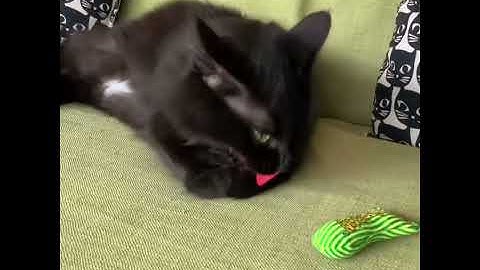 Cat plays with Yeowww! Catnip Stinkies Sardines
