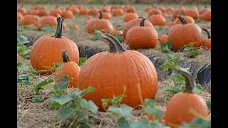 Pumpkin Patch Update Small Farm 7/12
