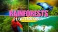 The Intriguing World of Rainforests ile ilgili video