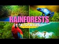 Rainforest Exploration Quiz
