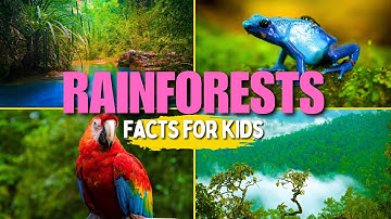 Learn All About Rainforests (Facts for Kids)