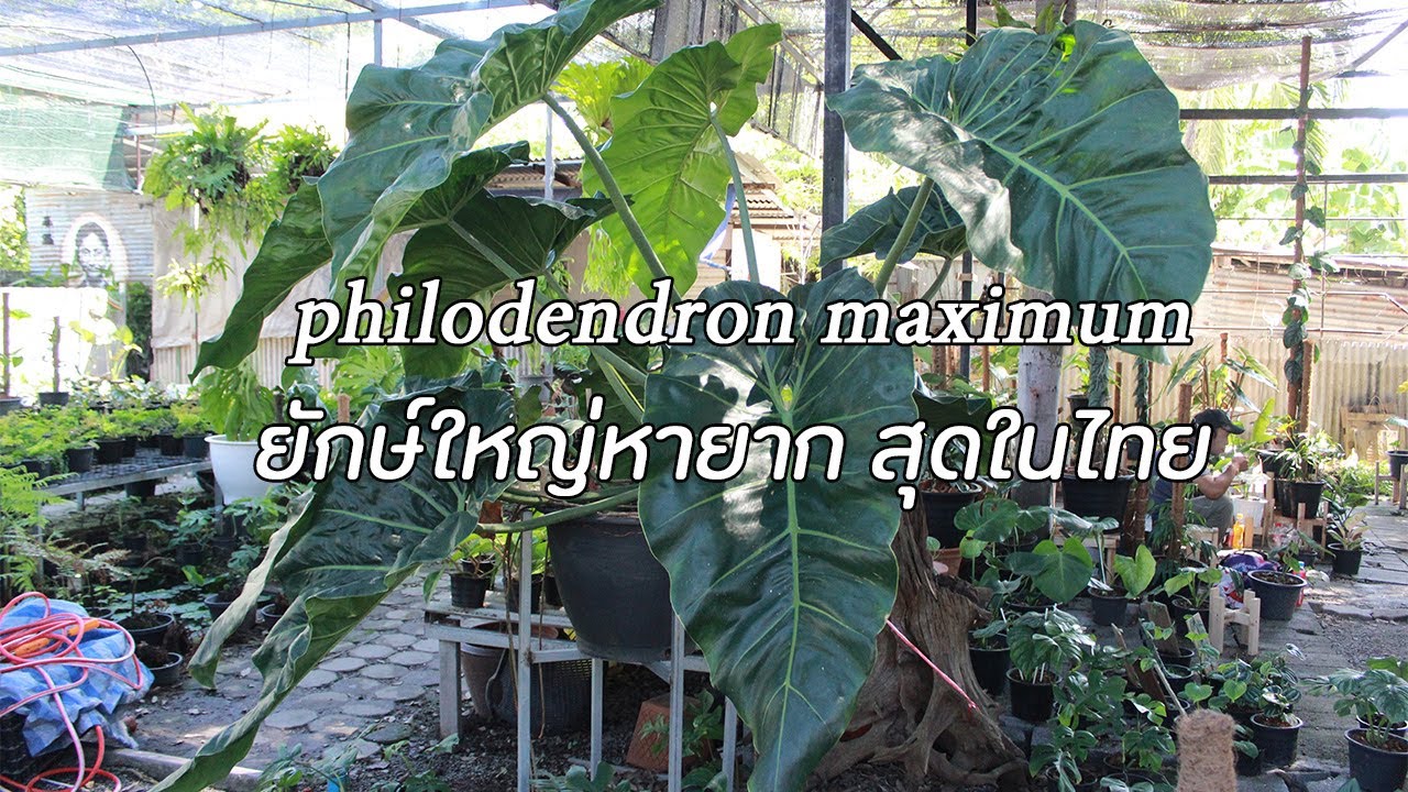 philodendron maximum ต้นไม้หายากใบใหญ่สุดอลัง ฟิโล แม็กซิมั่ม