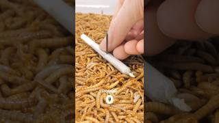 Mealworms Vs World