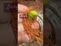 Lucky plants 🎍#growandglow #homedecor #viralvideo 🪴🤔