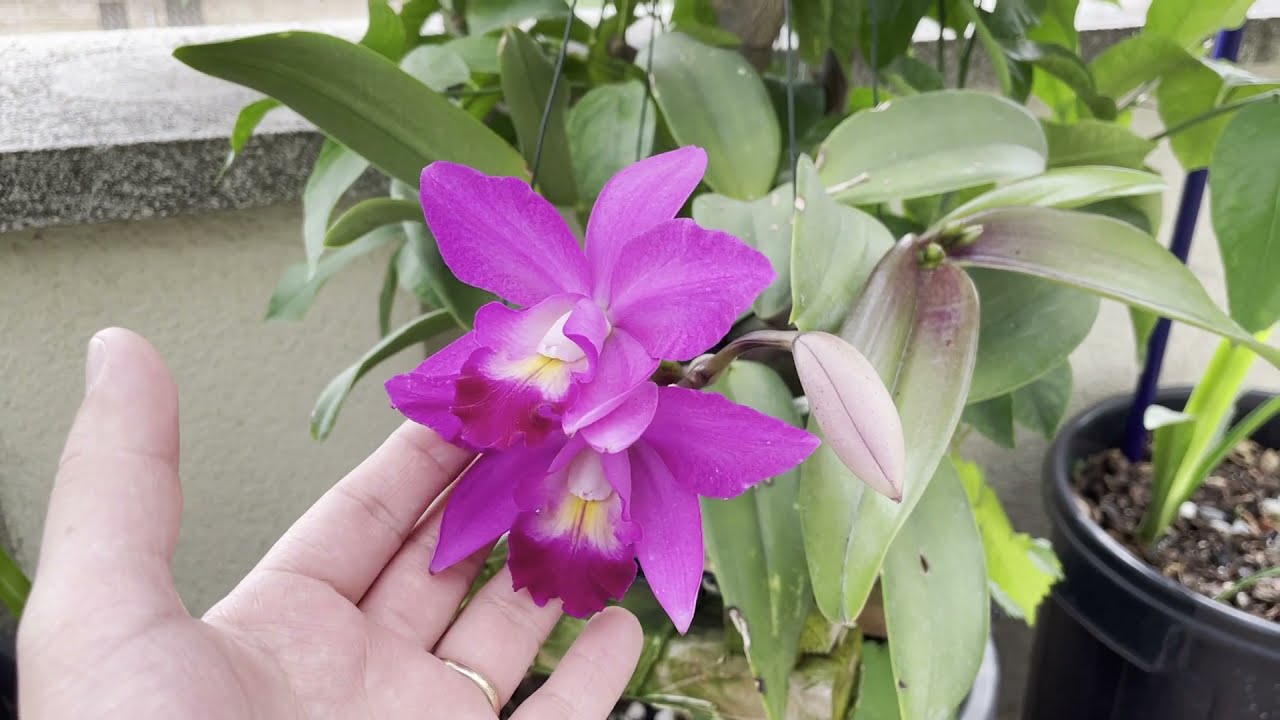 COMO CULTIVAR ORQUIDEAS CATLEYA