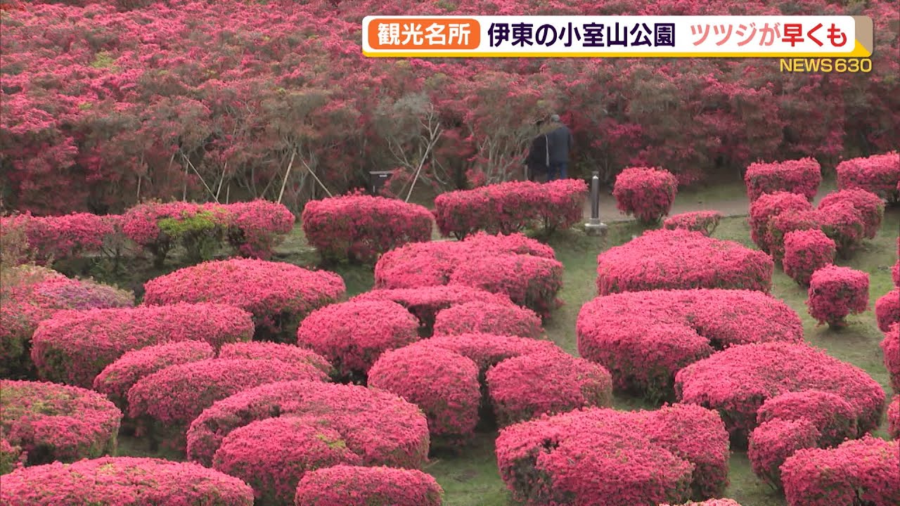 観光名所 伊東の小室山公園 ツツジが早くも 静岡県 Youtube