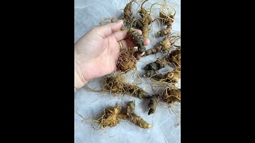 5 Lạng Củ sâm Ngọc linh Kon Tum bao kiểm định chuẩn sâm Ngọc linh giá mềm gọi 0377965679 e Nguyệt