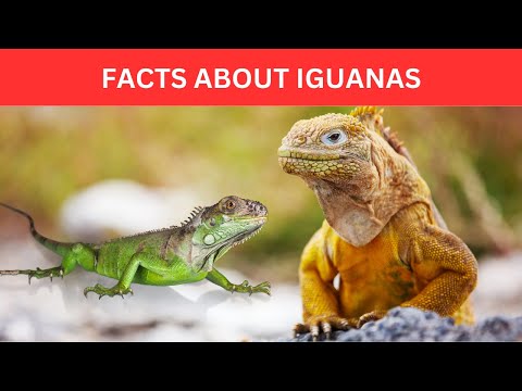 Facts About Iguana | Green Iguana Facts | Orange Iguana