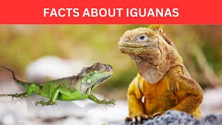 Facts About Iguana | Green Iguana Facts | Orange Iguana