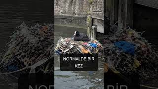 Kuş Yuvasının En Altında 1994'ten Kalma Ambalaj Çıktı 🐦