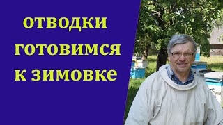 Отводки готовятся к зимовке.  Какую помощь можно оказать.