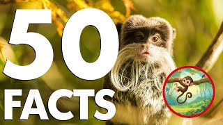 Monkeys: 50 Wild & Weird Facts You Won’t Believe Are True!