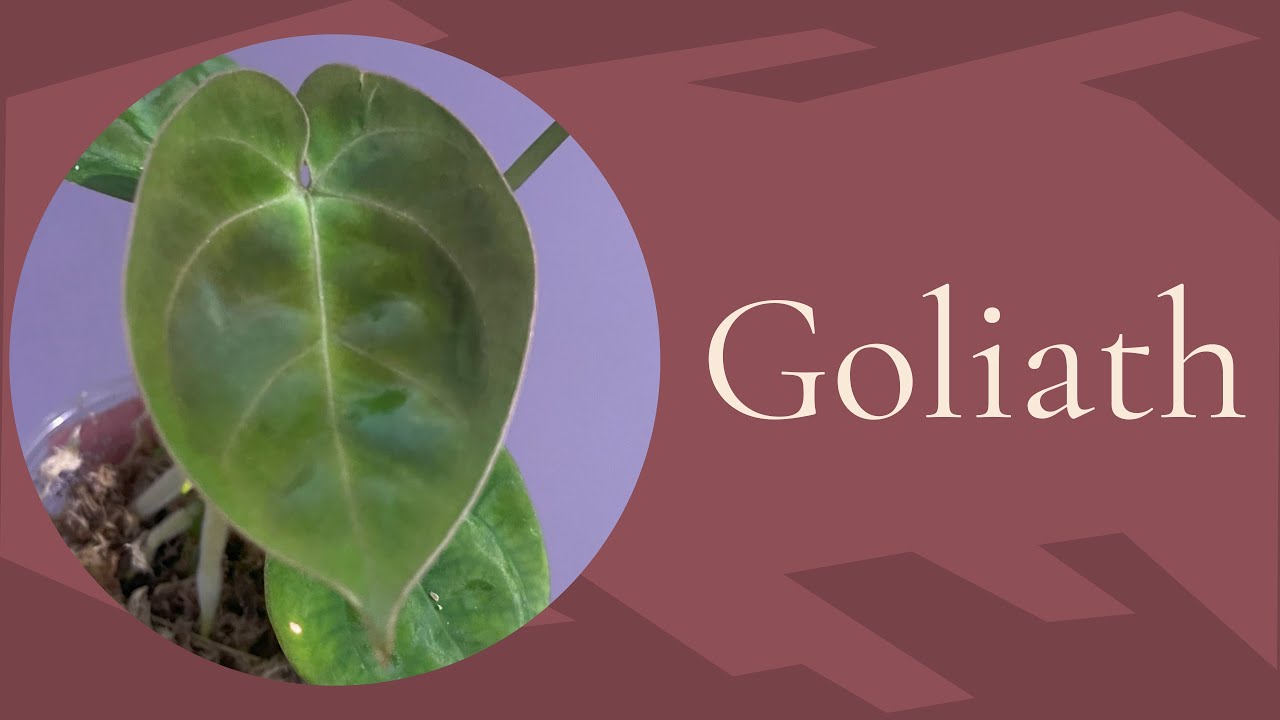 Anthurium Goliath