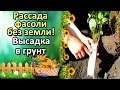 РАССАДА ФАСОЛИ БЕЗ ЗЕМЛИ! ВЫСАДКА В ГРУНТ.