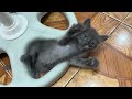 Playful Grey Kitten