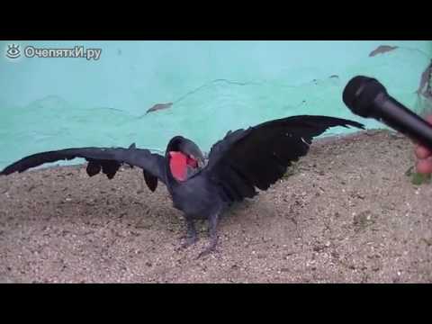 Интервью у чёрного какаду, Interview in a black cockatoo