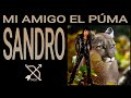 MI AMIGO EL PUMA/Sandro (Letra)