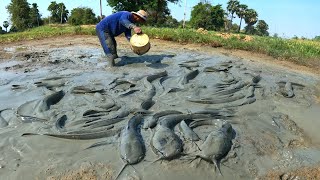 amazing fishing!  a fisherman skill catch big monster fish a lots in mud by hand after dry water