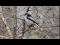 Long-tailed tit, Aegithalos caudatus, Schwanzmeise, őszapó