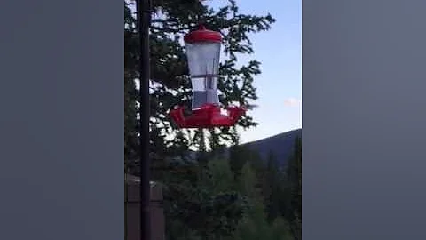 Big Dog Hummingbird