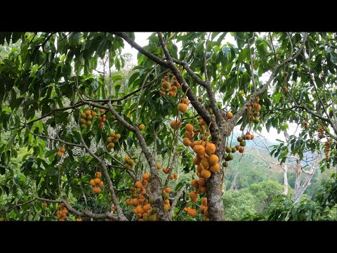 Vào Rừng Hái Quả Dâu Da,Chôm Chôm Rừng Cực Ngon
