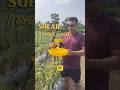 Chemical Free Solar Insect Trap #farming #tomato #farm #renewableenergy #shorts #shortsindia