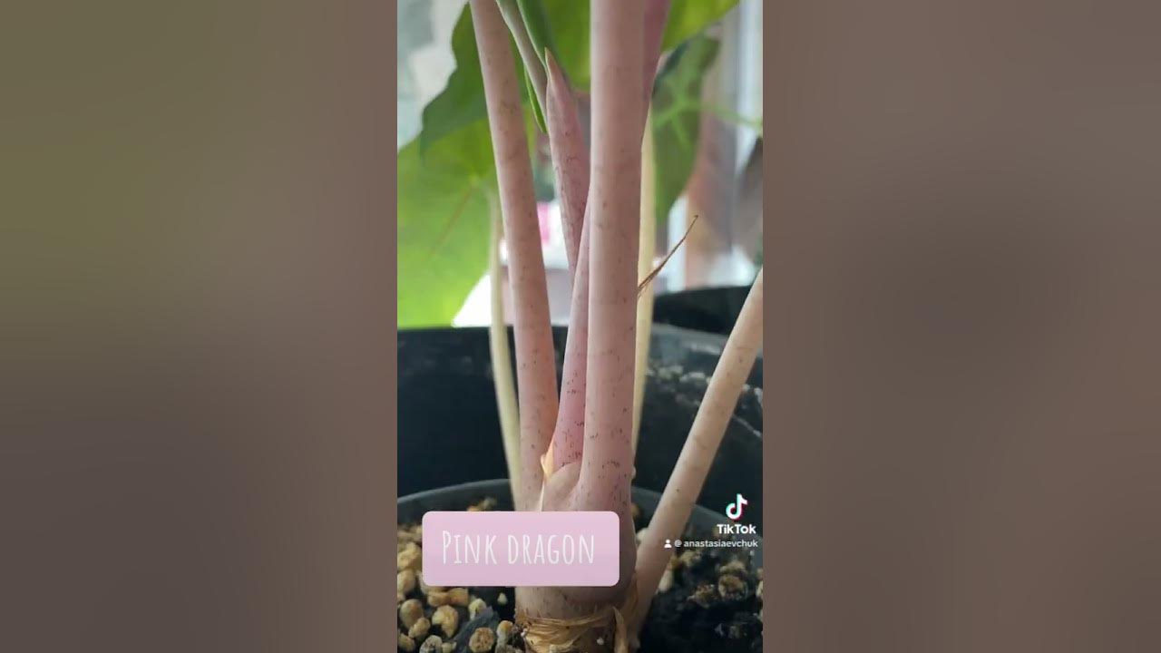 PINK DRAGON 💕| Проросла луковичка | АЛОКАЗИЯ ПИНК ДРАКОН #plants # ...